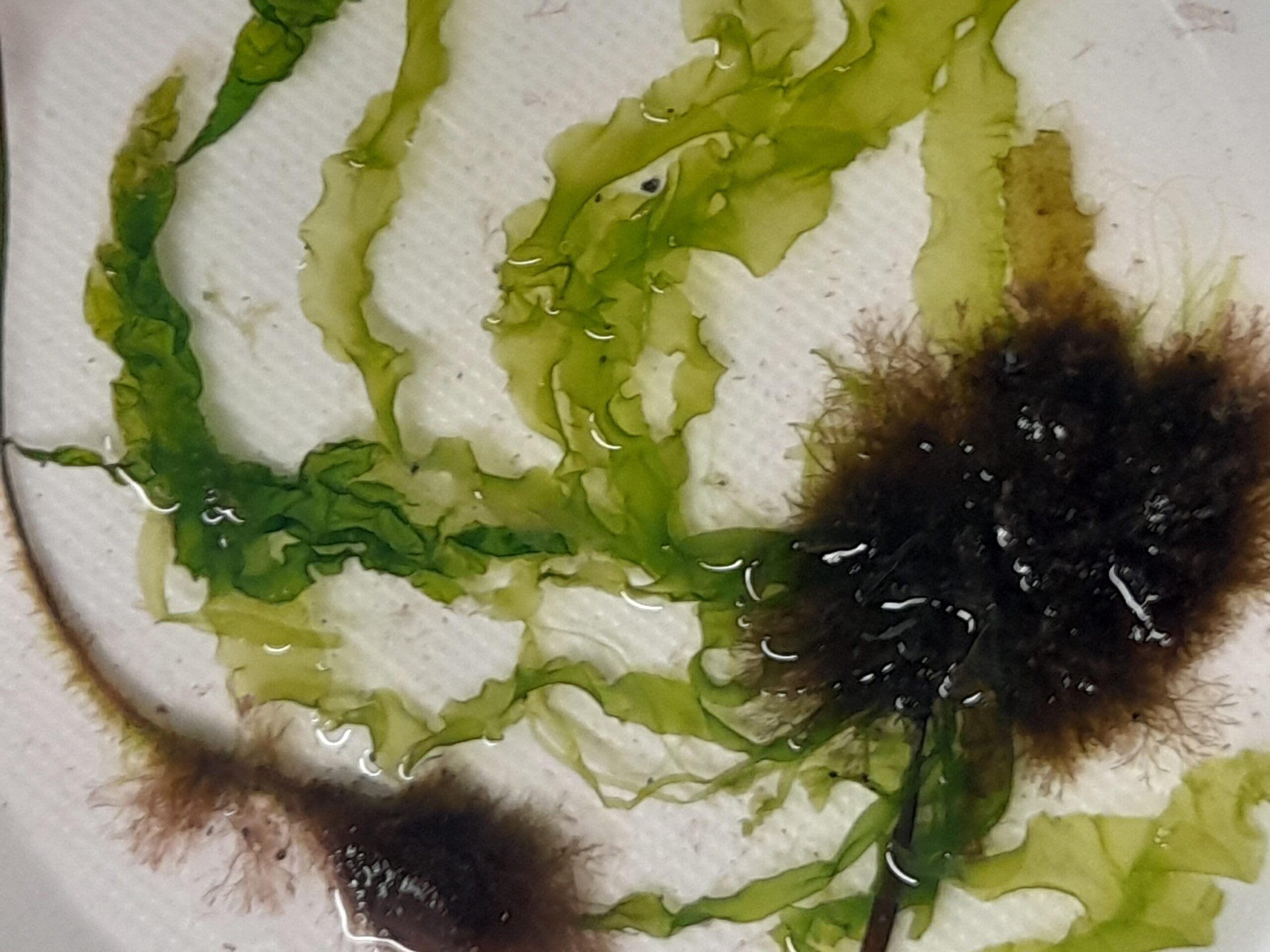 Workshop της Ελληνικής Φυκολογικής Εταιρείας