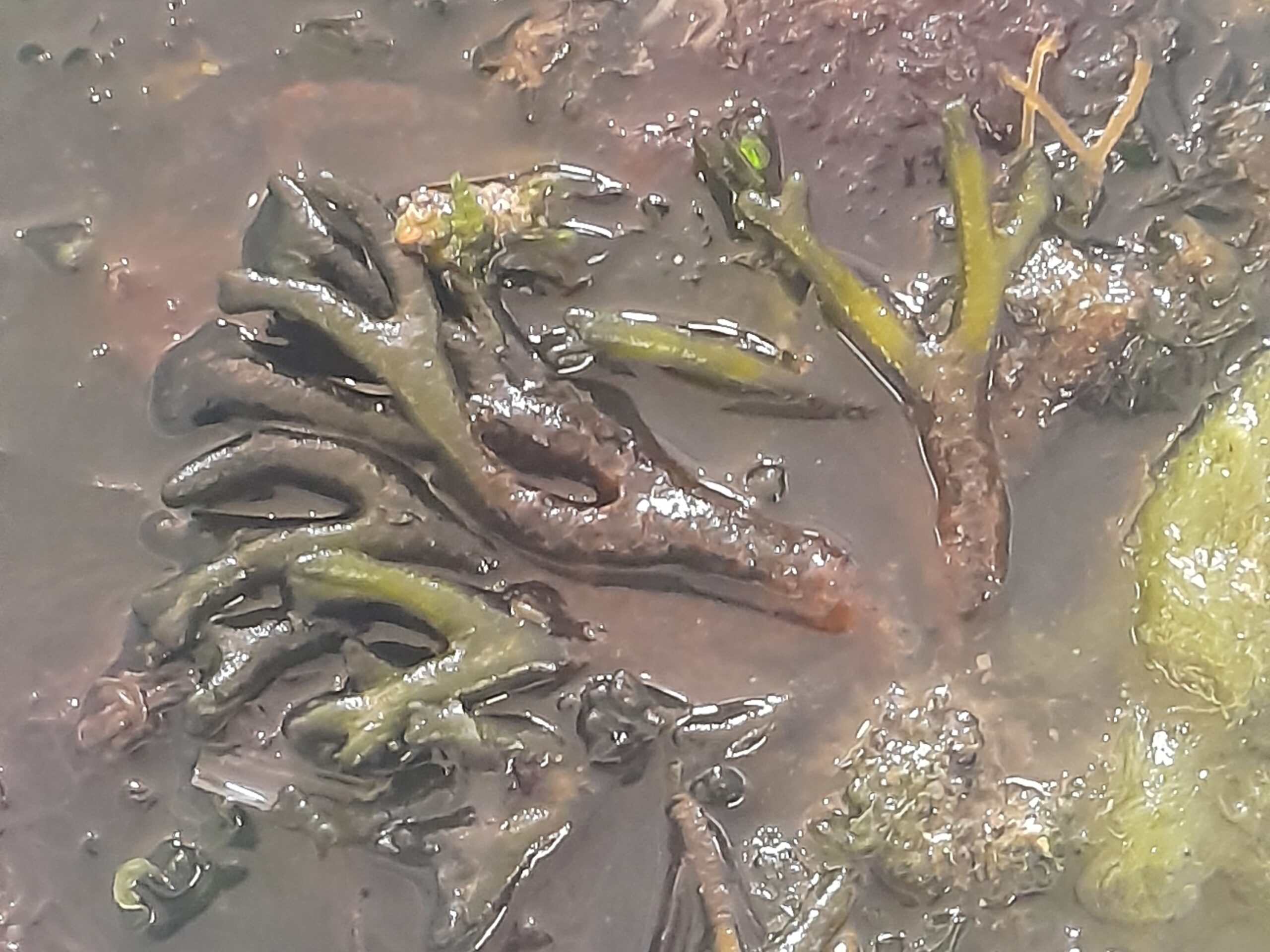 Workshop της Ελληνικής Φυκολογικής Εταιρείας