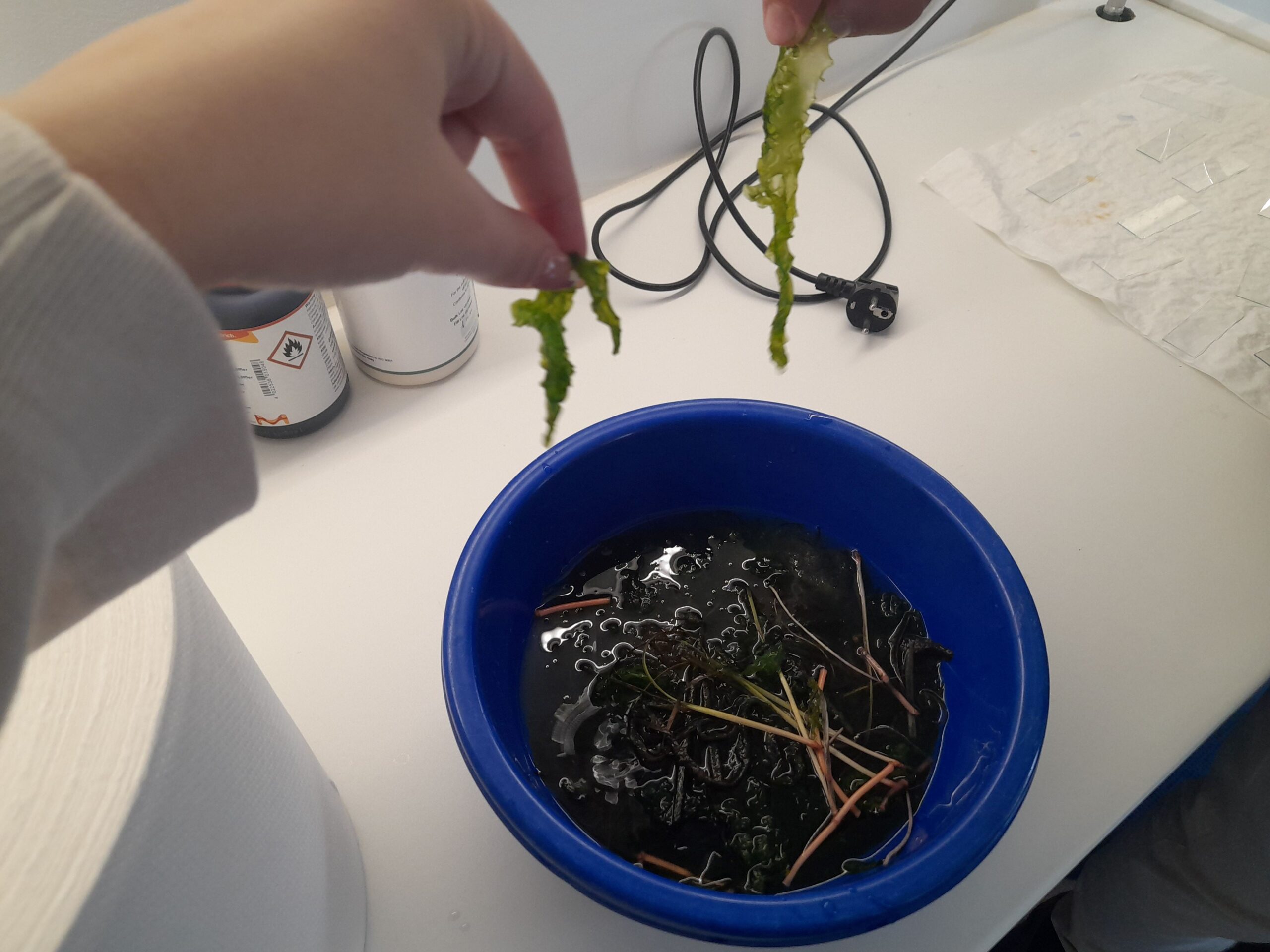 Workshop της Ελληνικής Φυκολογικής Εταιρείας