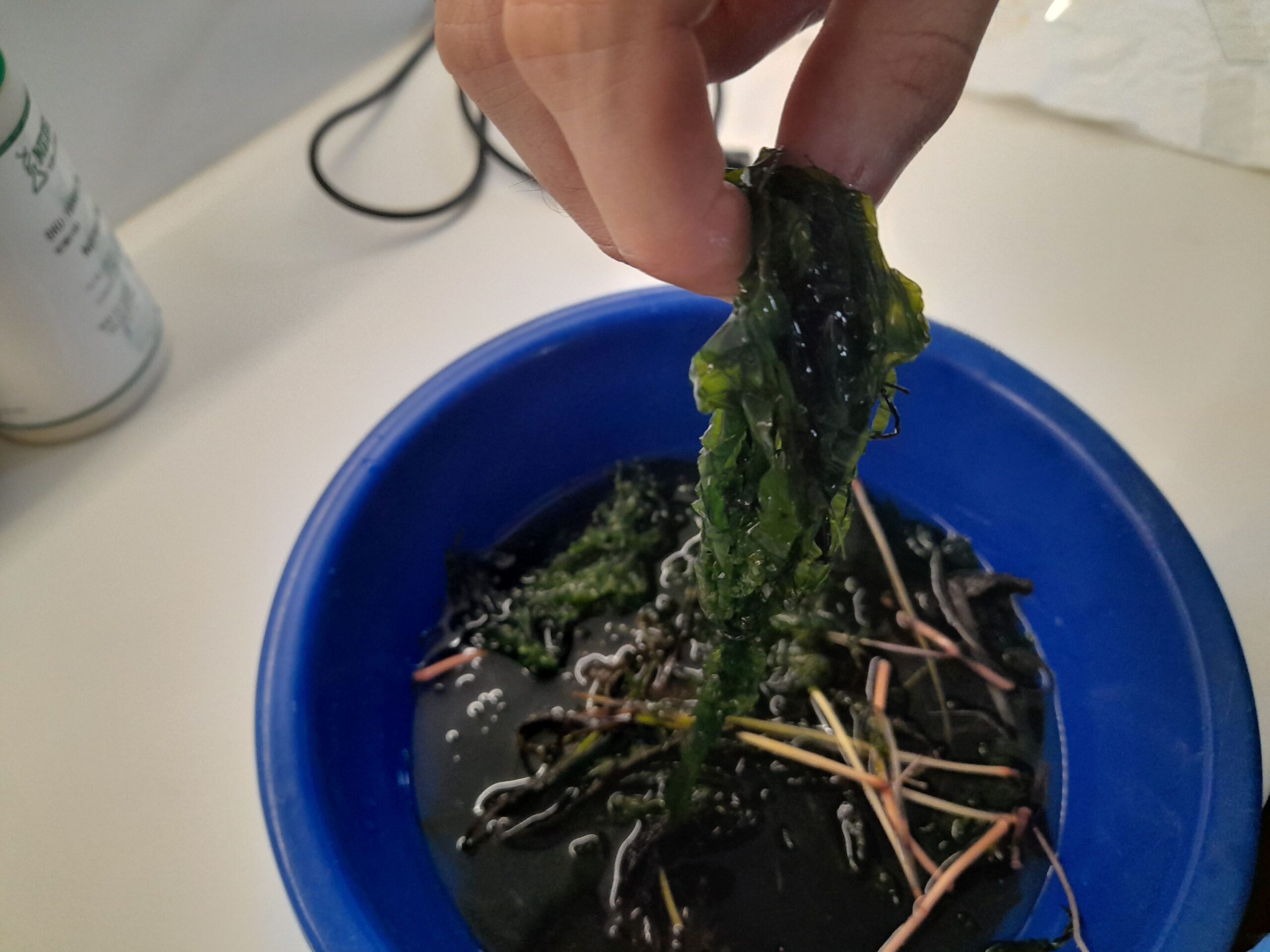 Workshop της Ελληνικής Φυκολογικής Εταιρείας