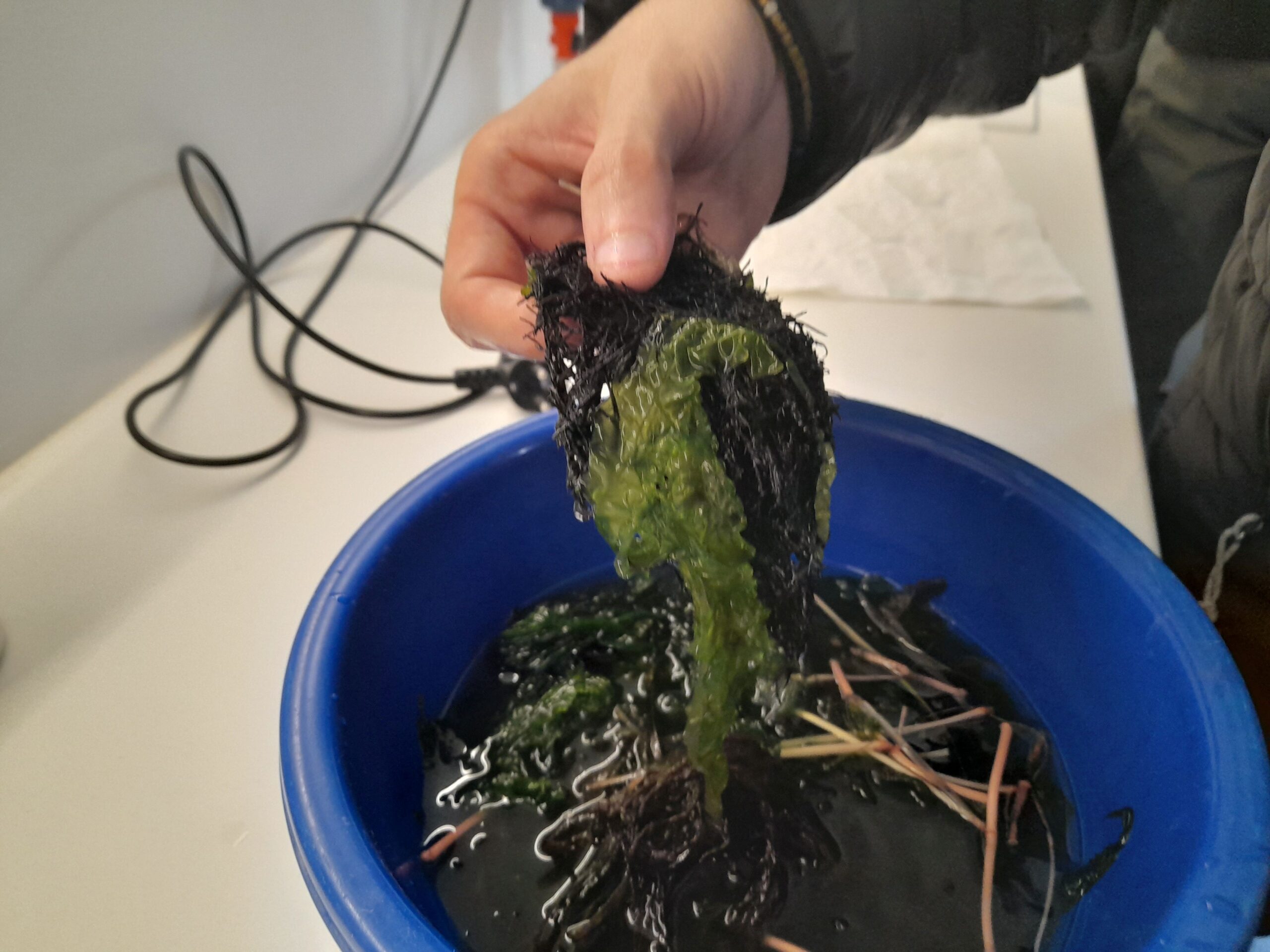 Workshop της Ελληνικής Φυκολογικής Εταιρείας